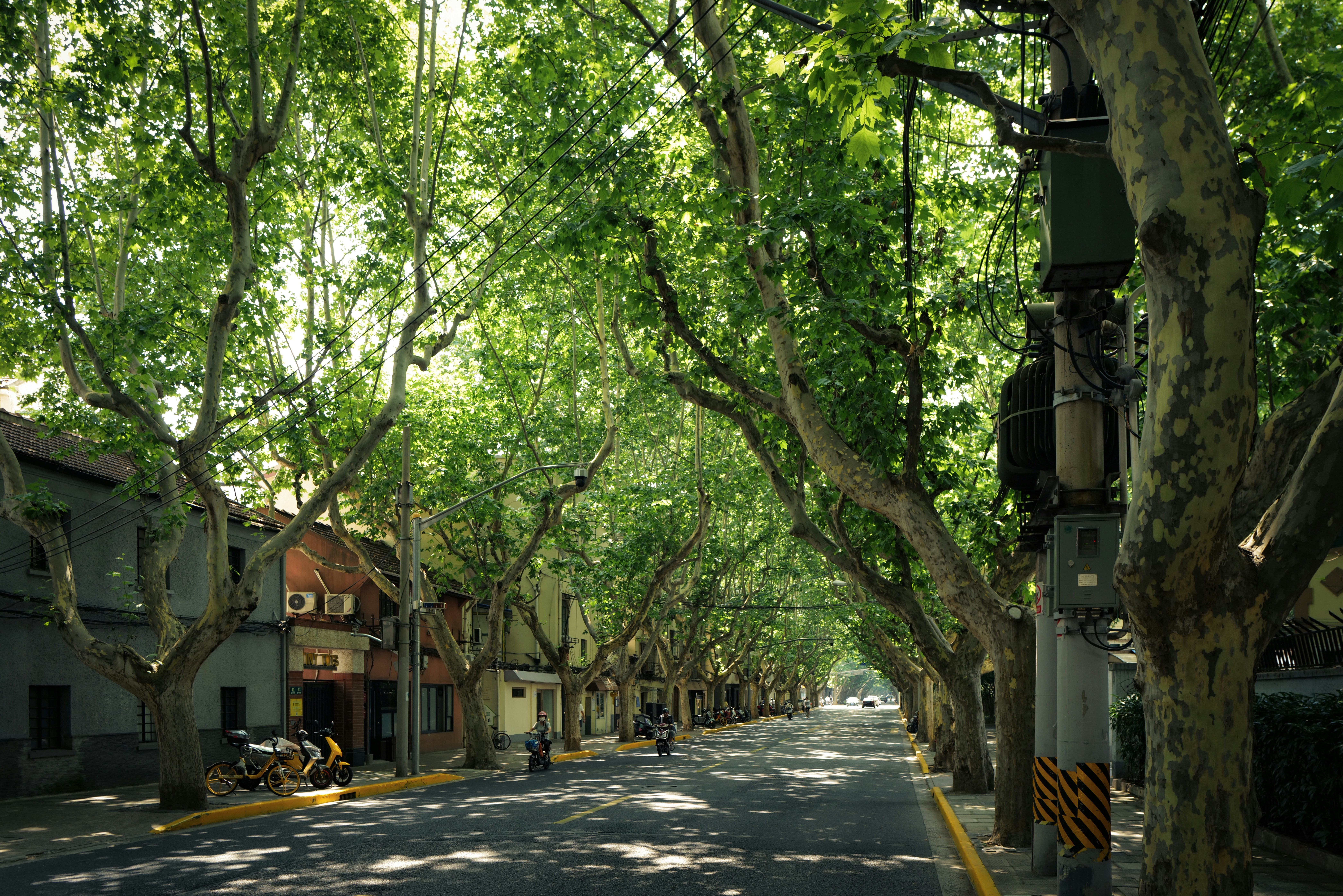 a street with tree cover